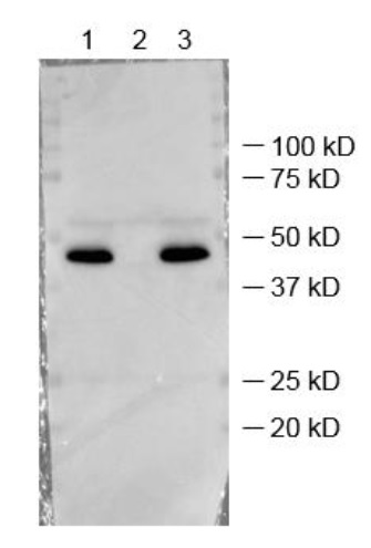 western blot using anti-FBPase (chloroplastic) antibodies